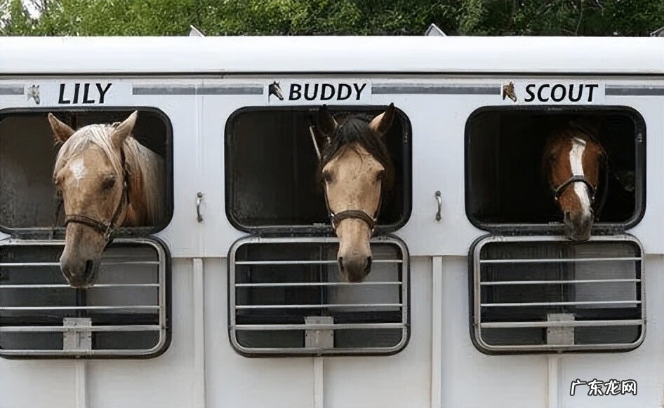 红色的马风水寓意 风水马什么颜色的好