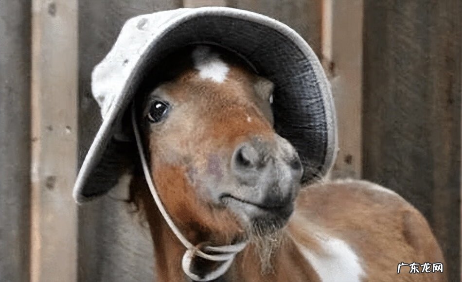 红色的马风水寓意 风水马什么颜色的好