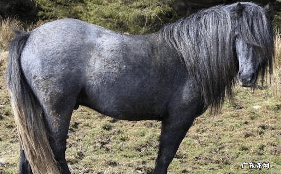 红色的马风水寓意 风水马什么颜色的好