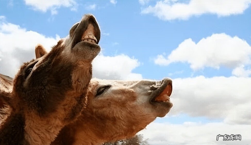 红色的马风水寓意 风水马什么颜色的好