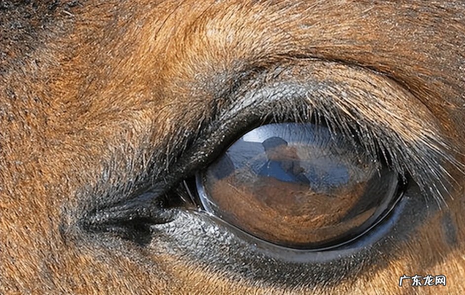 红色的马风水寓意 风水马什么颜色的好