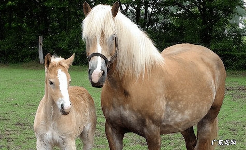 红色的马风水寓意 风水马什么颜色的好