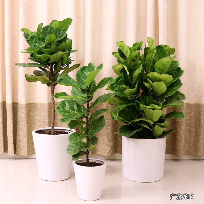 天堂鸟植物寓意 天堂鸟盆栽风水