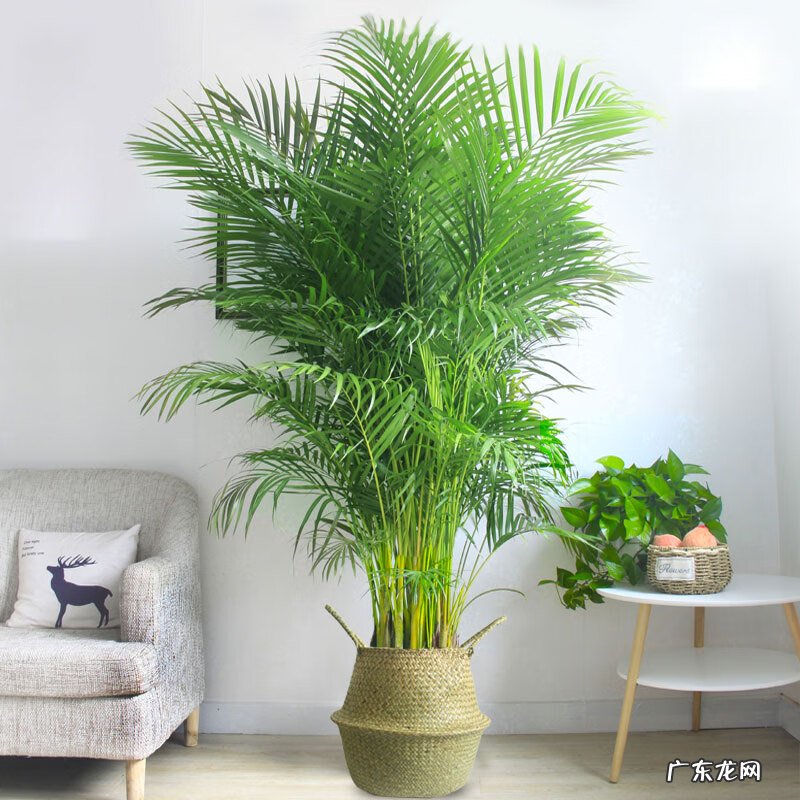 天堂鸟植物寓意 天堂鸟盆栽风水