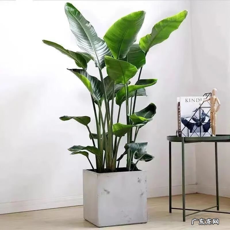 天堂鸟植物寓意 天堂鸟盆栽风水