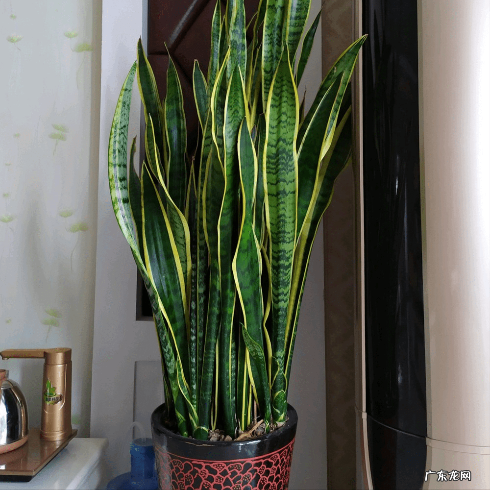 天堂鸟植物寓意 天堂鸟盆栽风水