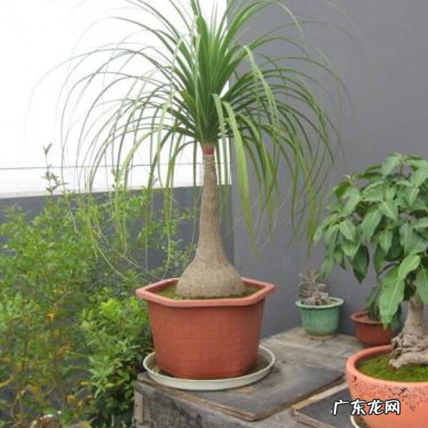 天堂鸟植物寓意 天堂鸟盆栽风水