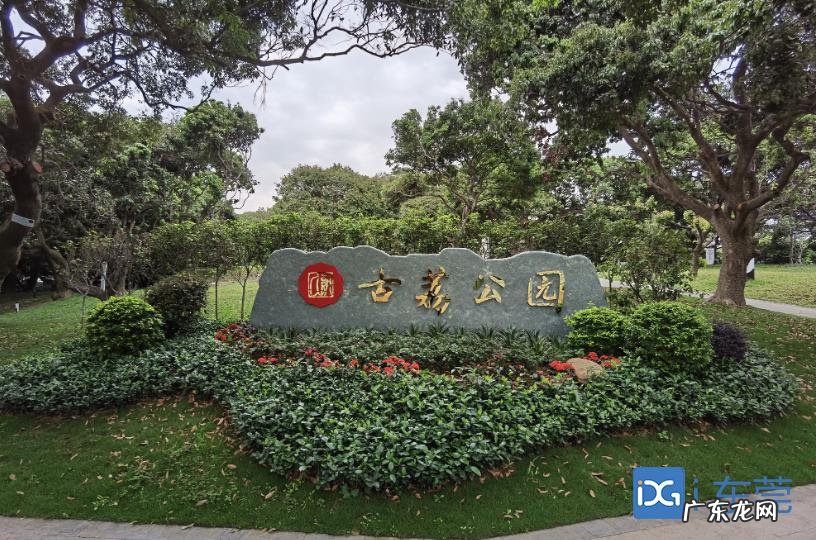 荔枝在风水中的含义 荔枝树风水