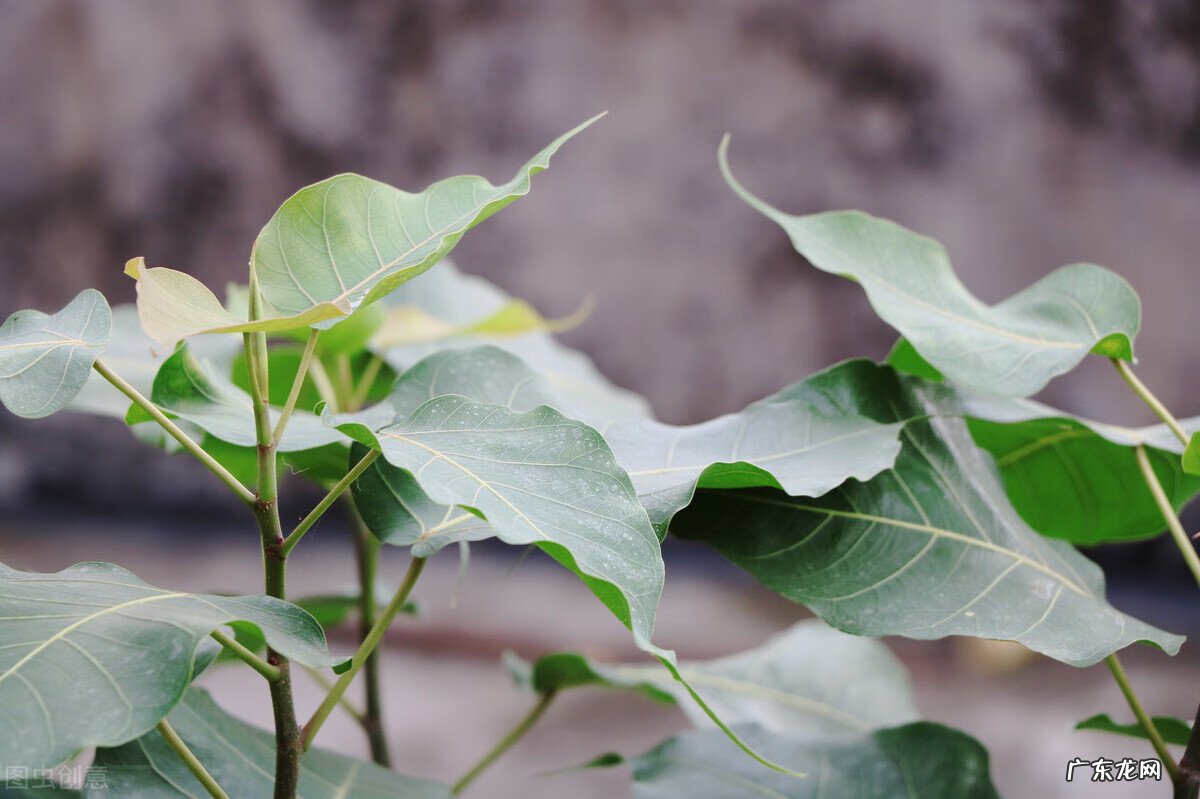 五色豆风水真的有作用吗 佛豆有什么功效与作用