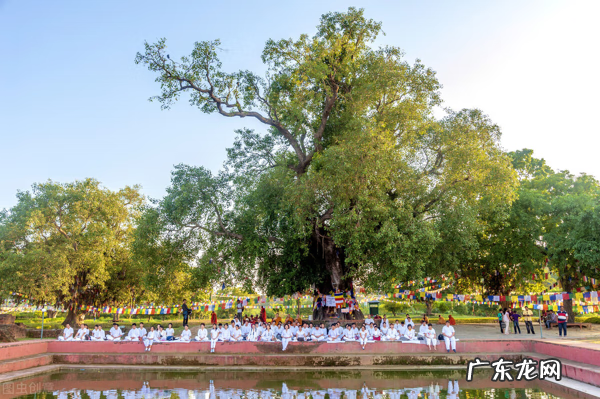 五色豆风水真的有作用吗 佛豆有什么功效与作用