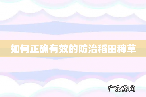 如何正确有效的防治稻田稗草