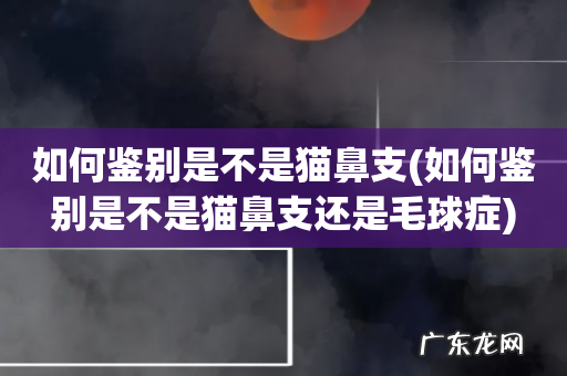 如何鉴别是不是猫鼻支还是毛球症 如何鉴别是不是猫鼻支