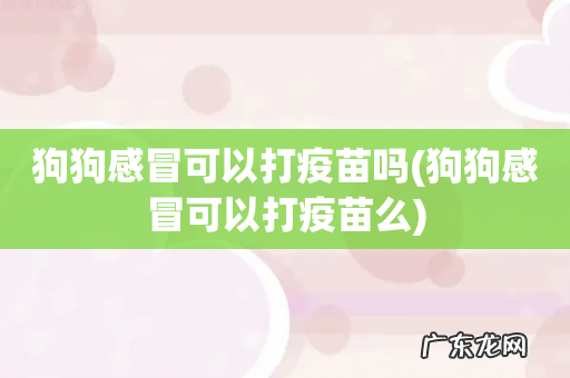 狗狗感冒可以打疫苗么 狗狗感冒可以打疫苗吗