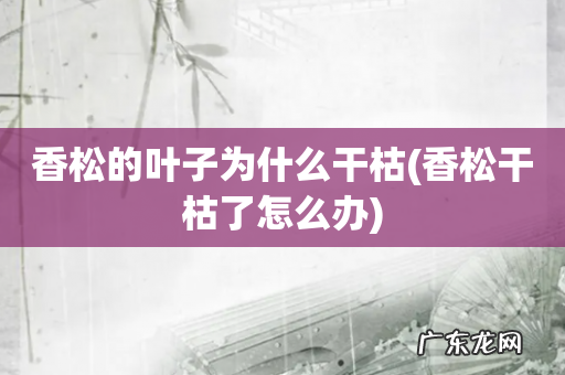 香松干枯了怎么办 香松的叶子为什么干枯