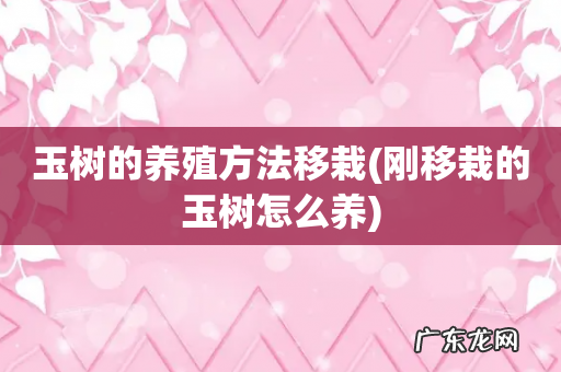 刚移栽的玉树怎么养 玉树的养殖方法移栽