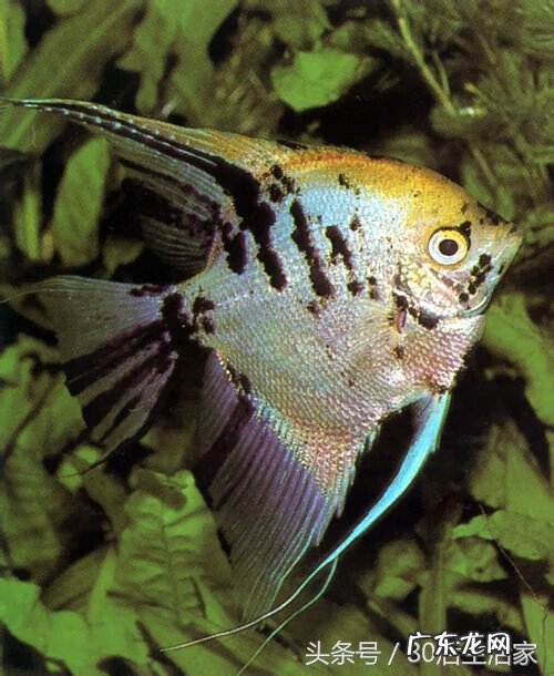 风水鱼有哪些品种 风水鱼有哪些?