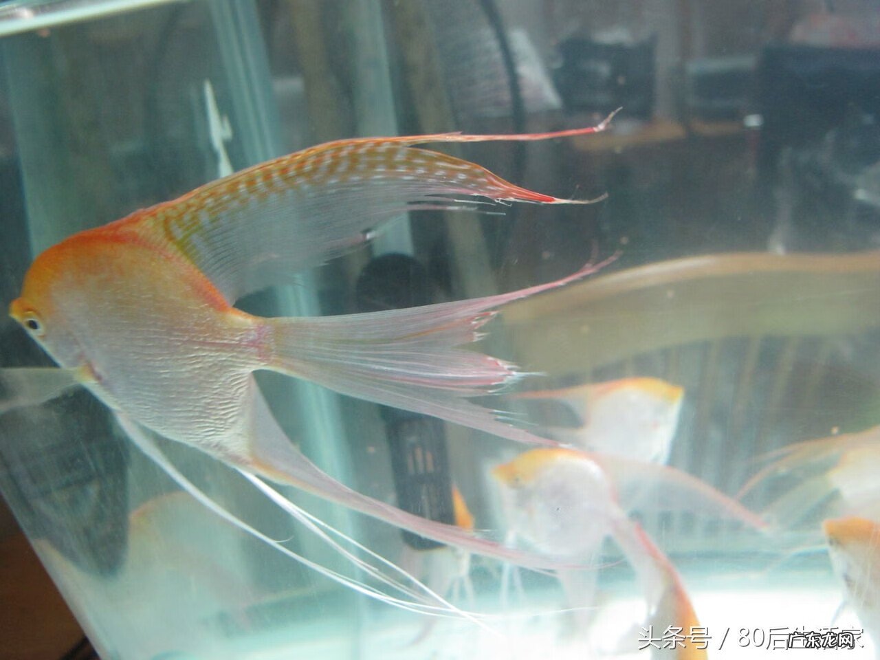 风水鱼有哪些品种 风水鱼有哪些?