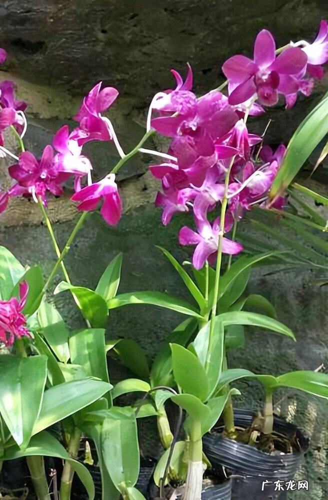 家里风水植物 风水植物图片大全