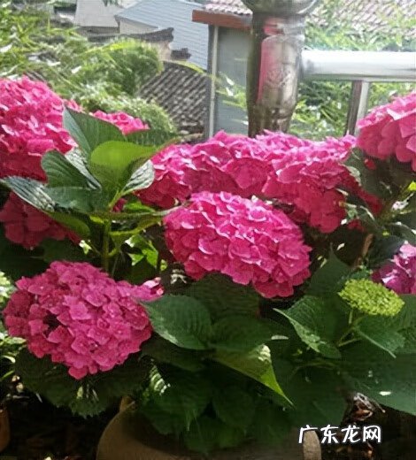 家里风水植物 风水植物图片大全