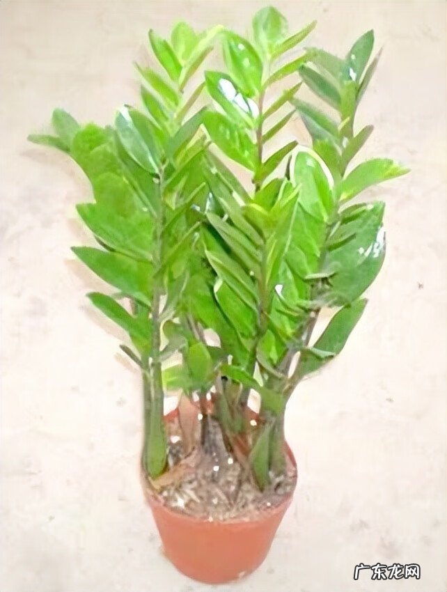 家里风水植物 风水植物图片大全