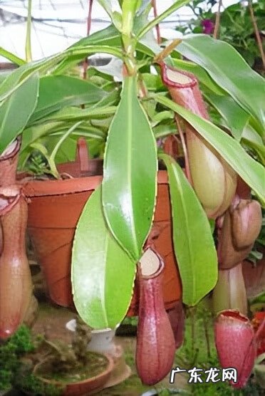 家里风水植物 风水植物图片大全