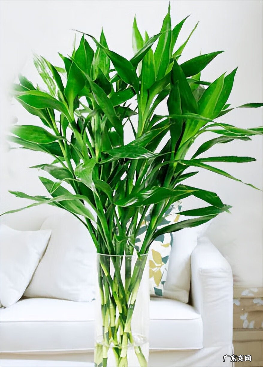 家里风水植物 风水植物图片大全