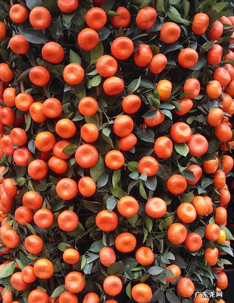 家里风水植物 风水植物图片大全