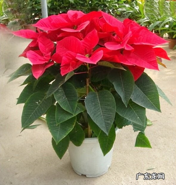 家里风水植物 风水植物图片大全