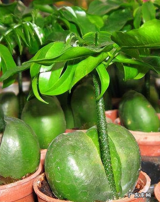 家里风水植物 风水植物图片大全