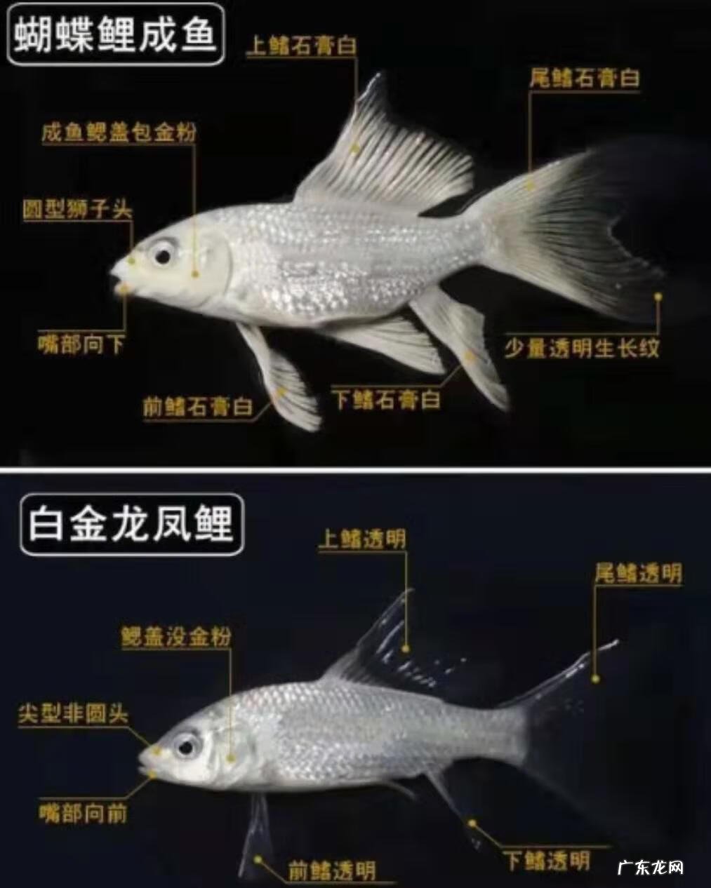 金鱼属于风水鱼吗 蝴蝶锦鲤是风水鱼吗