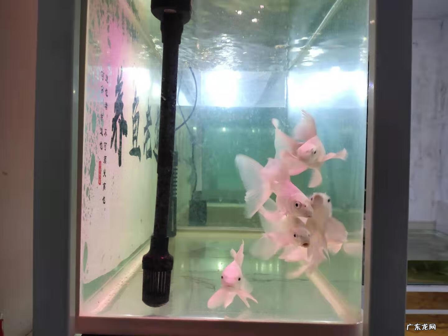 金鱼属于风水鱼吗 蝴蝶锦鲤是风水鱼吗