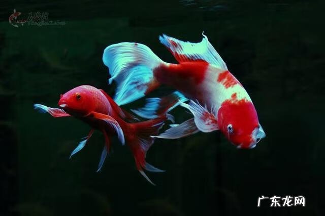 金鱼属于风水鱼吗 蝴蝶锦鲤是风水鱼吗