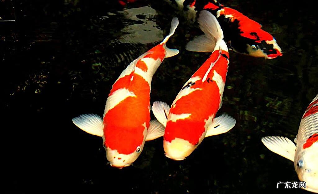 养锦鲤养几条好关于风水 锦鲤鱼风水鱼养几条好