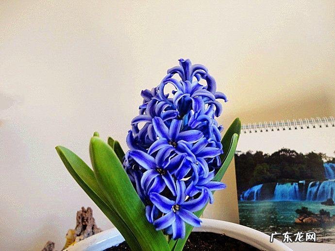 阳台种太阳花风水好吗 太阳花的风水意义是什么