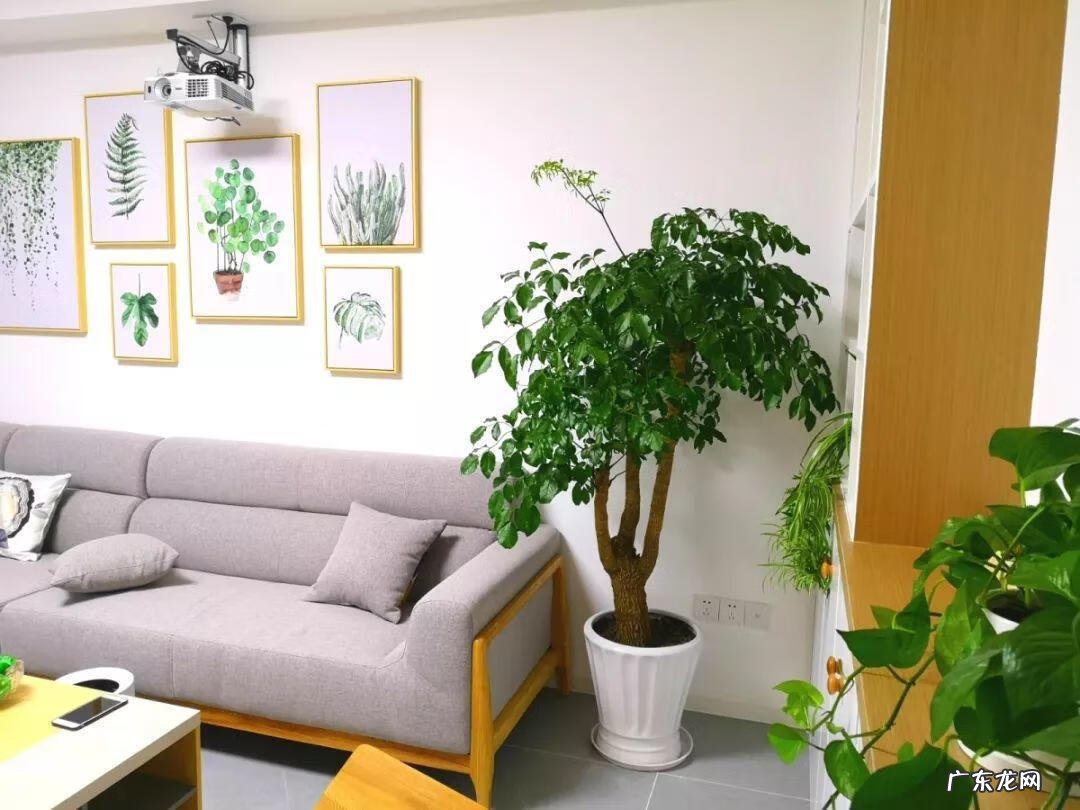 阳台种太阳花风水好吗 太阳花的风水意义是什么