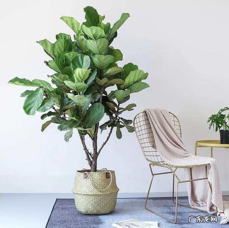 阳台种太阳花风水好吗 太阳花的风水意义是什么