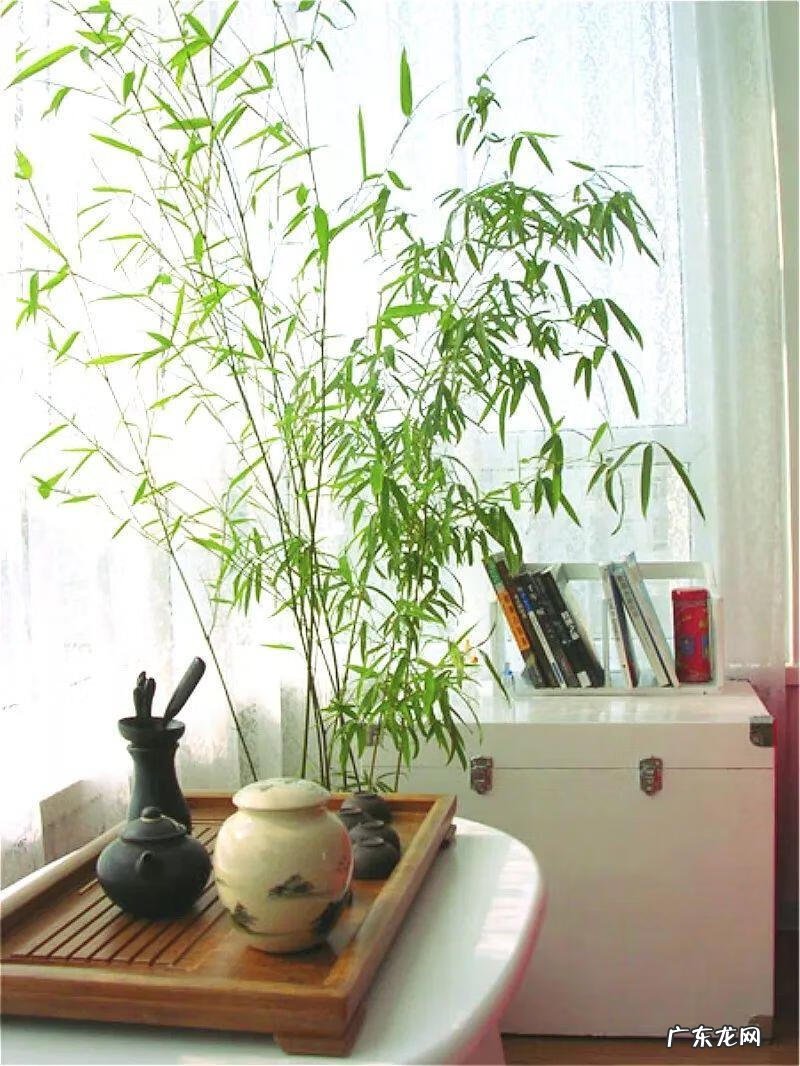 阳台种太阳花风水好吗 太阳花的风水意义是什么