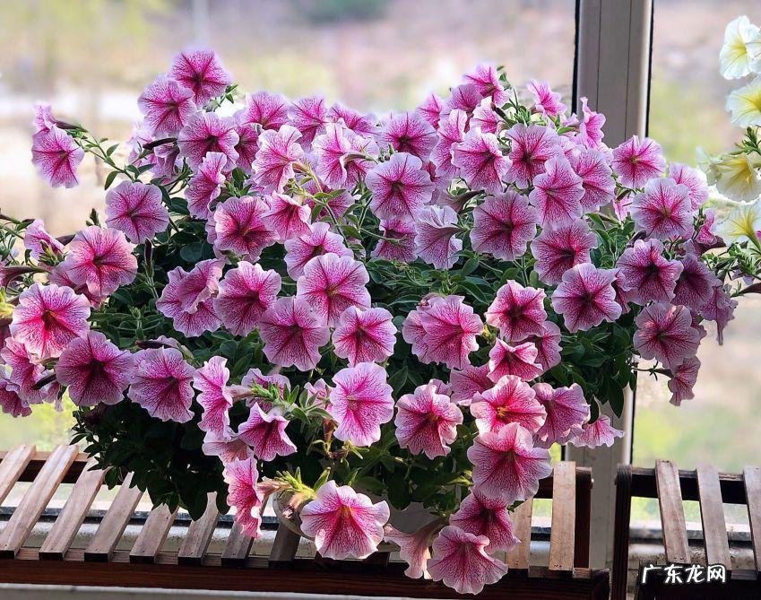 阳台种太阳花风水好吗 太阳花的风水意义是什么