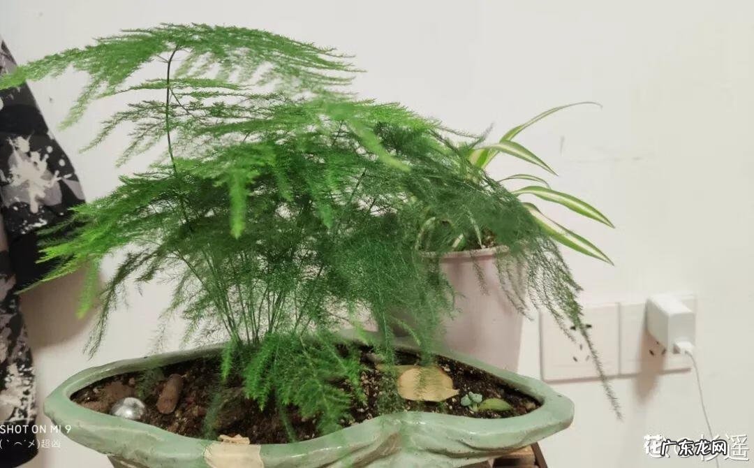 阳台种太阳花风水好吗 太阳花的风水意义是什么