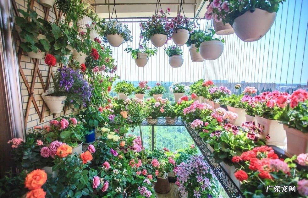 阳台种太阳花风水好吗 太阳花的风水意义是什么