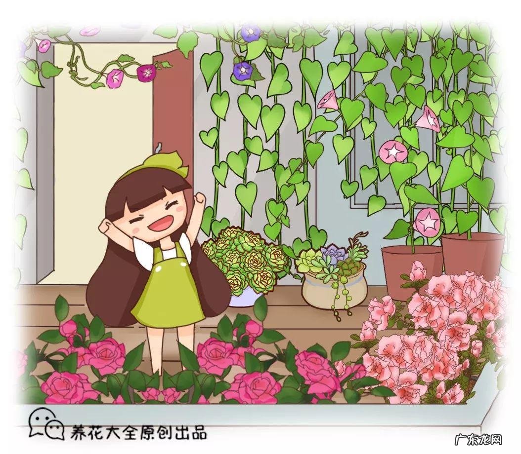 阳台种太阳花风水好吗 太阳花的风水意义是什么