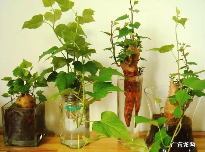 阳台种太阳花风水好吗 太阳花的风水意义是什么