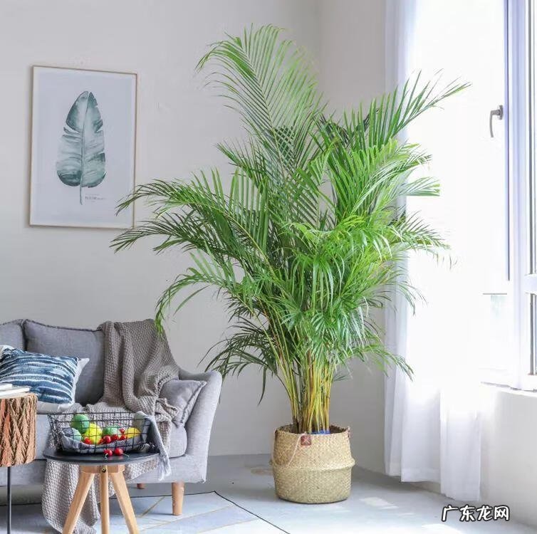 阳台种太阳花风水好吗 太阳花的风水意义是什么