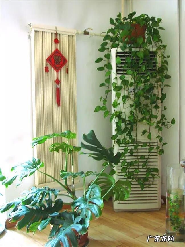 阳台种太阳花风水好吗 太阳花的风水意义是什么