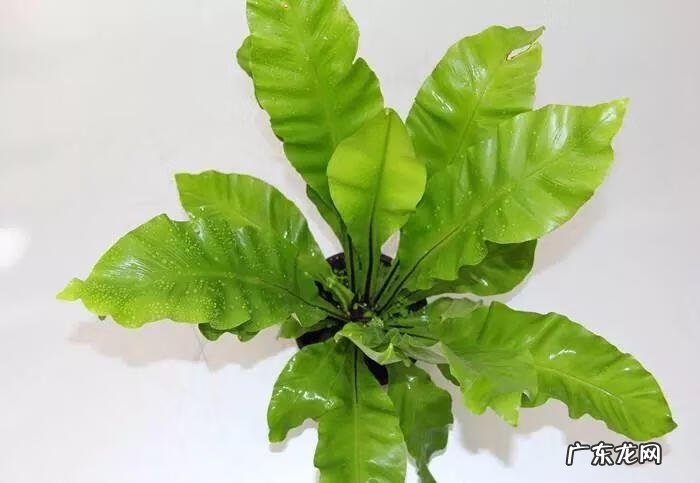 阳台种太阳花风水好吗 太阳花的风水意义是什么