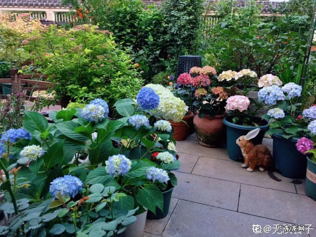 阳台种太阳花风水好吗 太阳花的风水意义是什么