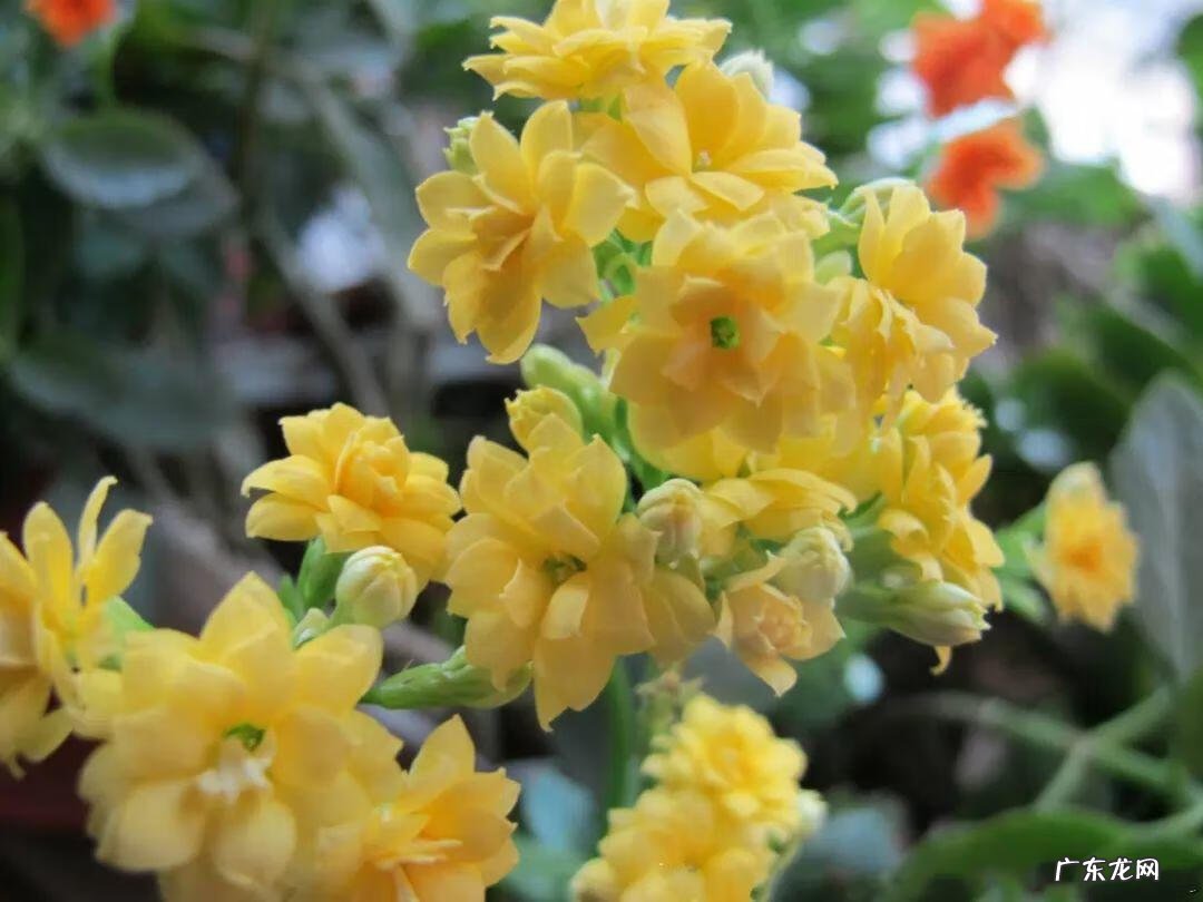 阳台种太阳花风水好吗 太阳花的风水意义是什么