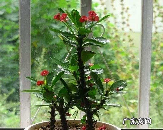 阳台种太阳花风水好吗 太阳花的风水意义是什么