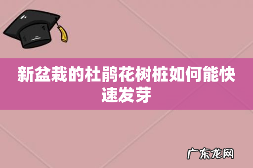 新盆栽的杜鹃花树桩如何能快速发芽