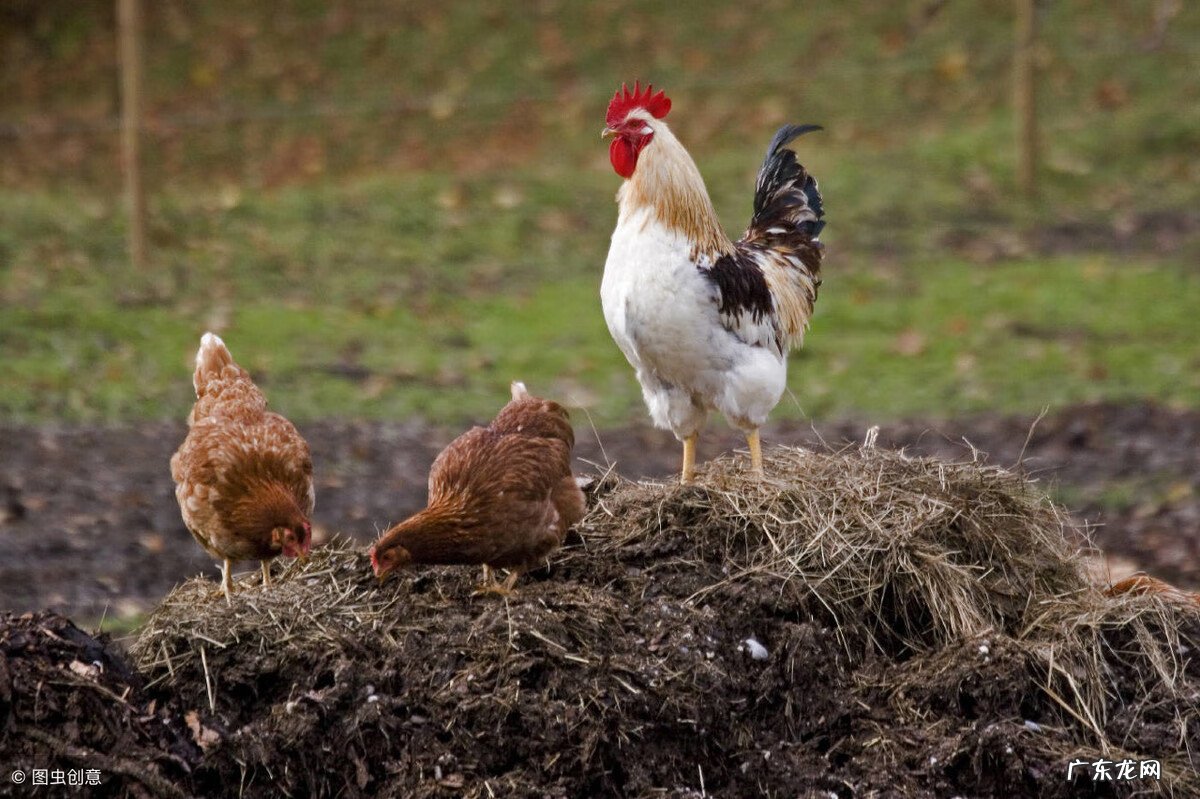 粪箕 农村的粪箕子